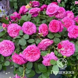 Роза Вентило шраб