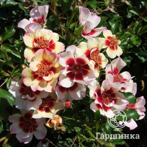 

Роза Пастель Бэбилон Айз