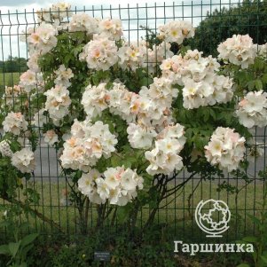 

Роза Салли Холмс мускусная