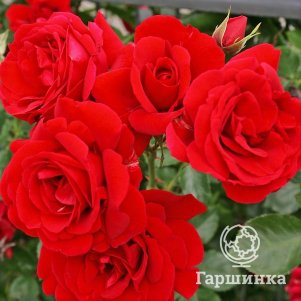 Роза Симпатия плетистая 350₽