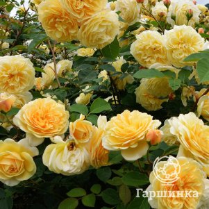 

Роза Оф Лоад флорибунда, Imperial Rose