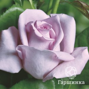 Роза Блю Мун чайно-гибридная