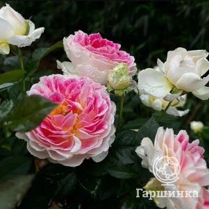 Роза Гуэрнси чайно-гибридная