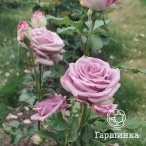 

Роза Кул Вотер (Прохладная вода) чайно-гибридная