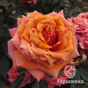 

Роза Коппер лайт (Медный свет) чайно-гибридная