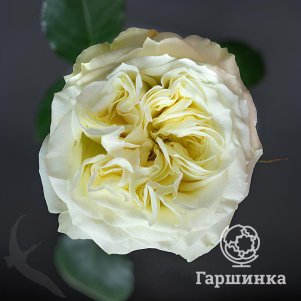 Роза Майра Вайт