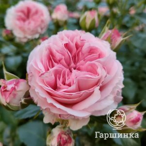 Роза Майра Пинк чайно-гибридная