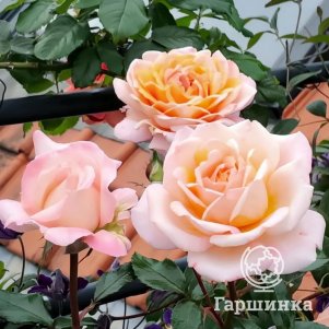 Роза Герцогиня Луиза чайно-гибридная