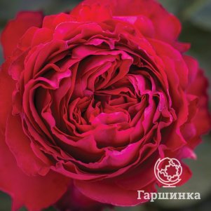 

Роза Травиата чайно-гибридная