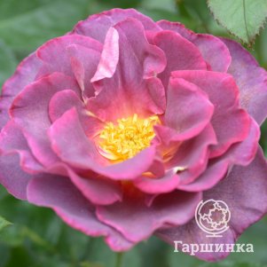 

Роза Блаувештадт флорибунда