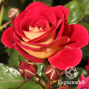 Роза Ди Зеенсверте флорибунда