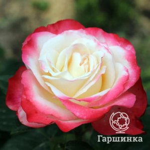 

Роза Карманьол флорибунда