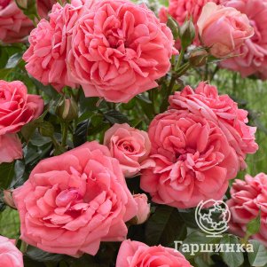 Роза Кимоно флорибунда