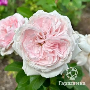 Роза Констанца Моцарт флорибунда