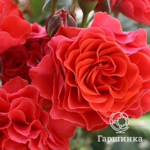 Роза Леди оф Белград флорибунда