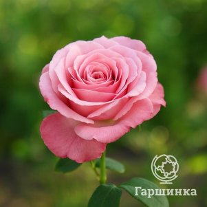 Роза Анна Каренина