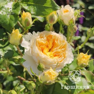 

Роза Беатрис