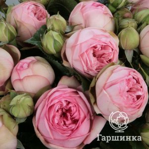 Роза Чарминг Пиано чайно-гибридная