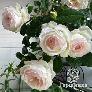 

Роза Стефани Баронин цу Гуттенберг чайно-гибридная