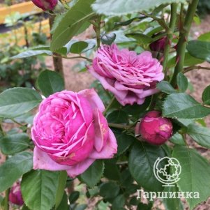 Роза Дьюранс Ансьон