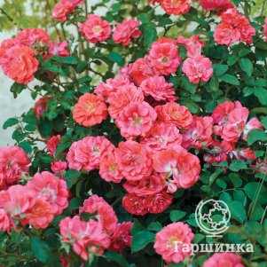 Роза Корал Дрифт