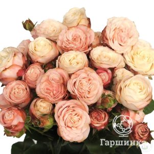 Роза Мадам Бомбастик флорибунда