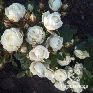 Роза Корснода