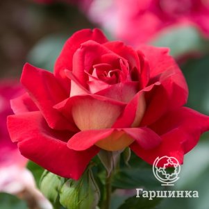 Роза Кроненбург 290₽