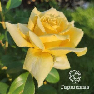 

Роза Ландора чайно-гибридная