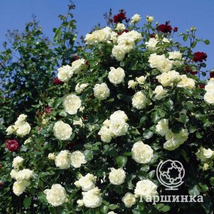 

Роза Шнеевальцер плетистая