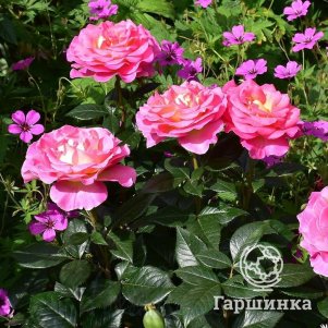 

Роза Парадиз