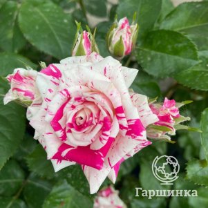 

Роза Флеш Денс спрей