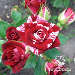 Роза Флеш Найт