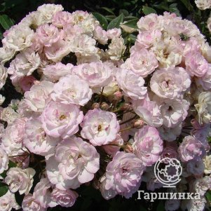 

Роза Петит де Терра Франш мускусная