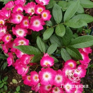 

Роза Ред Баллерин мускусная