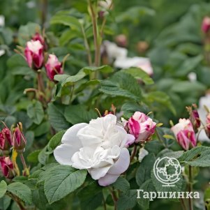 Роза Луиза Багнет канадская парковая