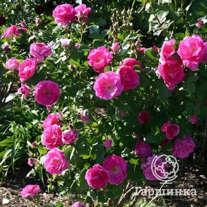 Роза Морден Сентенниал канадская парковая