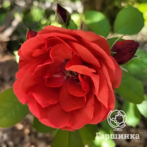 Роза Морден Файрглоу канадская парковая