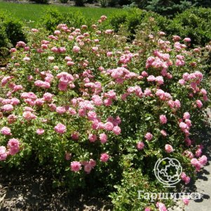 Роза Свит Аделина канадская парковая