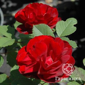 Роза Хоуп фо Хьюманити канадская парковая