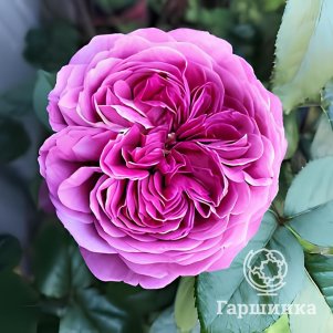 Роза Гектор