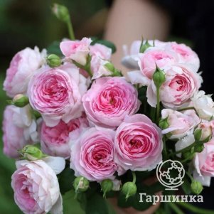 Роза Мон Кер