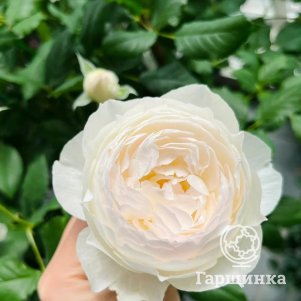 

Роза Судзуки