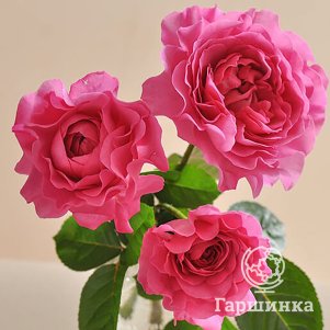 

Роза Тсукиеми