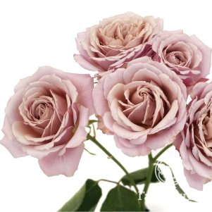 Роза Йоли спрей