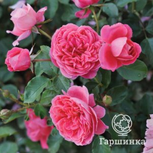 

Роза Распберри