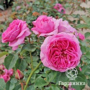 

Роза Рене ван Ведберг