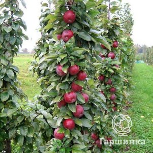 

Яблоня Московское ожерелье