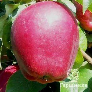 

Яблоня Моди