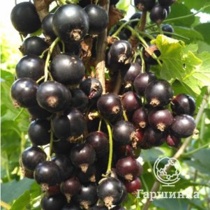 

Смородина Ксюша черная